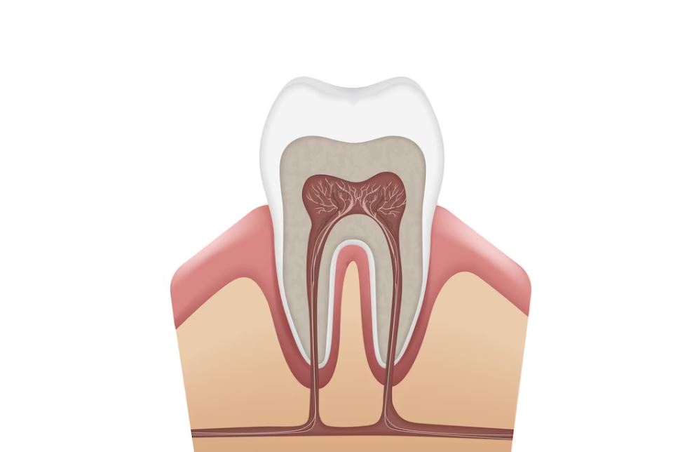 корневые каналы зуба